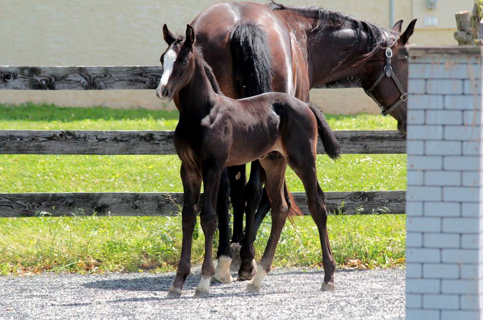 GK Calucci Colt 2015