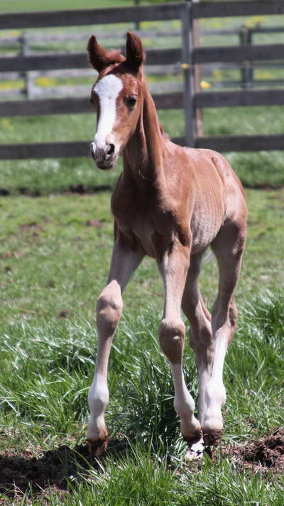 Veyron at One Week