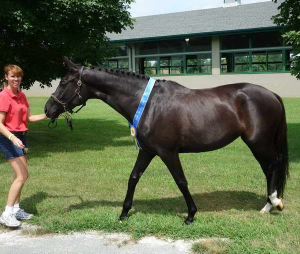 Willow Hanoverian Inspections 2013