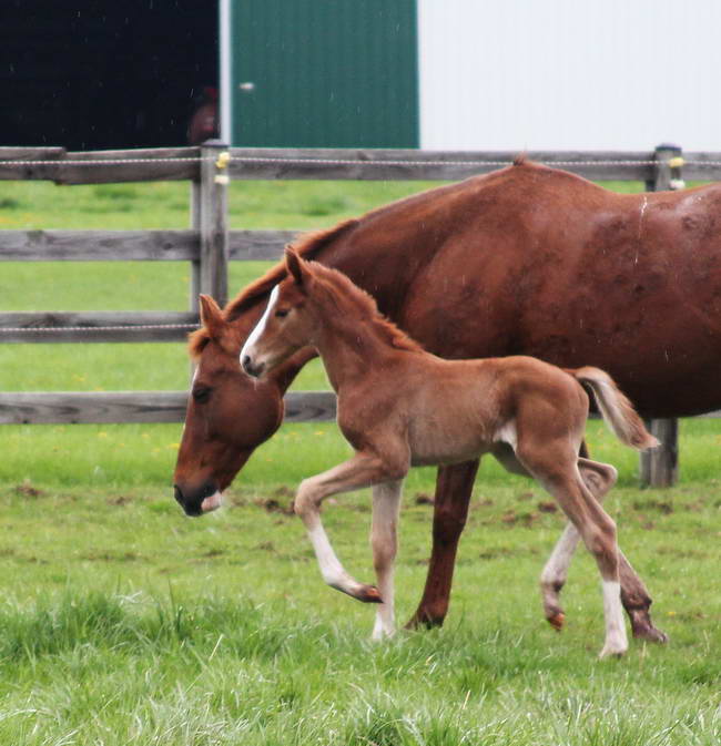 Veyron 4 days old